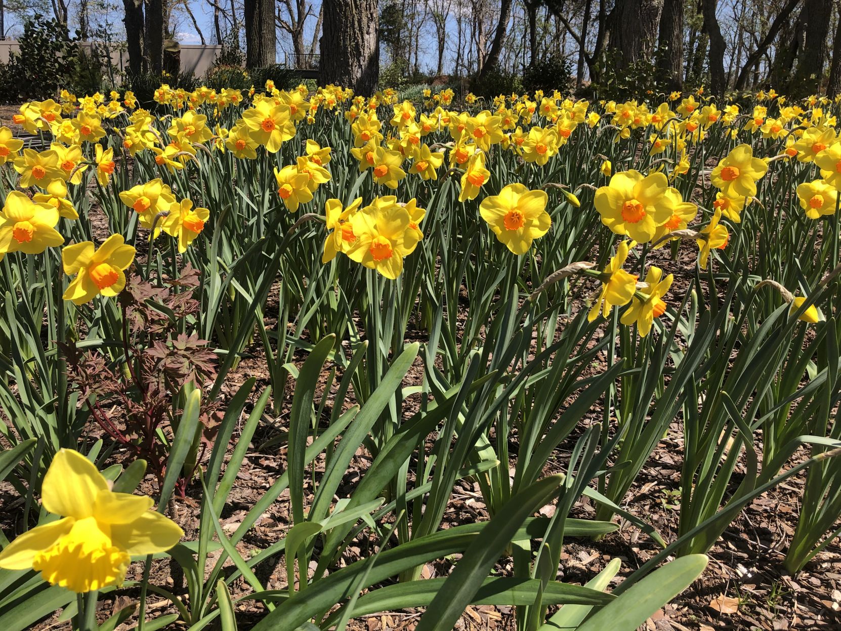 DBG Folly Garden in bloom